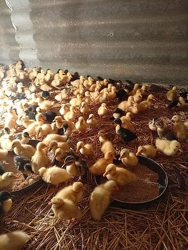 su qabi: Cücələr – ördək balaları - Növ: yerli ördək balaları (rəngləri — 1