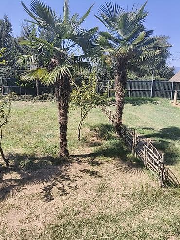 col qapi modelleri: Satılır: Həyətyanı sahə üçün dekorativ palma ağacları (Trachycarpus — 1