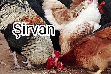 Əsl kənd toyuqları satılır. Hər biri vaksin olunub. Dən ot ilə
