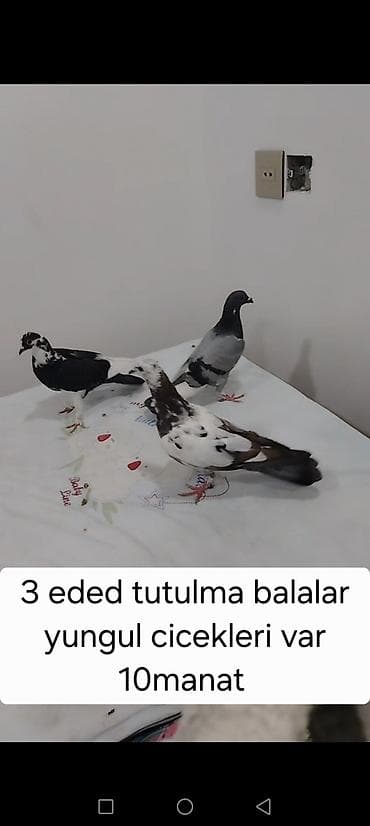 qus: Məhsul: göyərçinlər - Erkək “goy boyun” göyərçin – tutulma. Ağ — 8