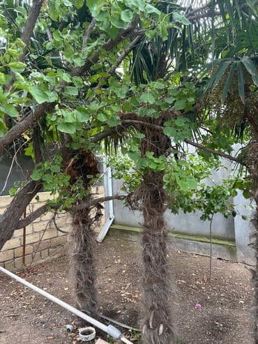 Dekorativ palma ağacları - Növ: Fan palmaya bənzər, iri yelpik