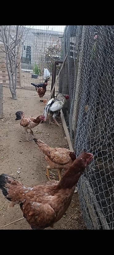 yapon toyuqlari: Toyuq, Damazlıq — 2