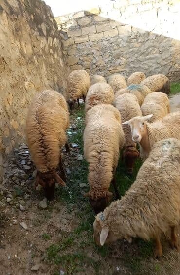 Собаки: BOXAZ QOYUNLAR TEK TEK DƏ SATLIR — 4