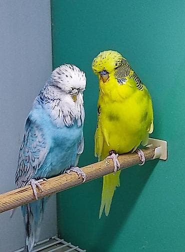 Whatsapp qrupuna qoşulmaq üçün müraciət edə bilərsiniz hər növ quş