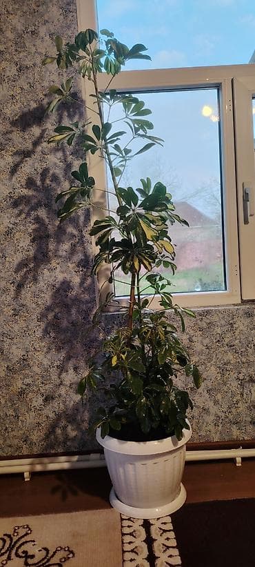 Bitki boyu 1.35 Dibçəklə bir yerdə 1.55 Hazır dibçəyə əkilib Şeflera