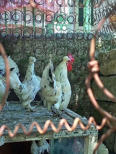 kənd cuceleri: Qarışıq mövsümi toyuq cinsləri – dekorativ xoruzlar,Yaponka xoruzlar — 2