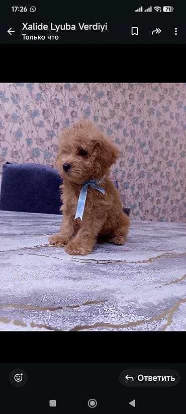 dana heyvan: Пудель, 3 месяца, Самец — 1