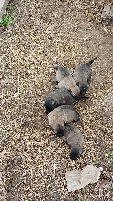 Qafqaz çoban iti — 2