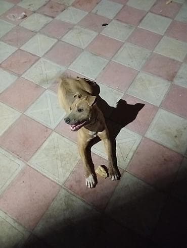 Pitbull it 6 aylıqdır dişidir tualet mədəniyəti ev yemekləri yeyir