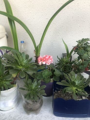 kokelmek ucun bitki caylari: Təbii otaq bitkiləri .5 gul alana, bir gul hədiyyə olacaq.Başqa — 5