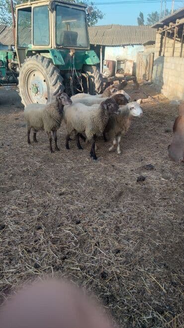 inek adlari azerbaycan: Məhsul: Qoyunlar (kiçik sürü) Təsvir: - Şəkillərdə 6 baş qoyun — 2