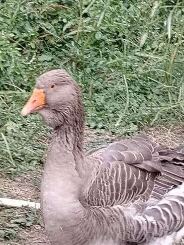 Gəmiricilər: 1ed TULUZ QAZI Boz erkek rəngli qaz - Növ: ev qozu (boz rəng — 1