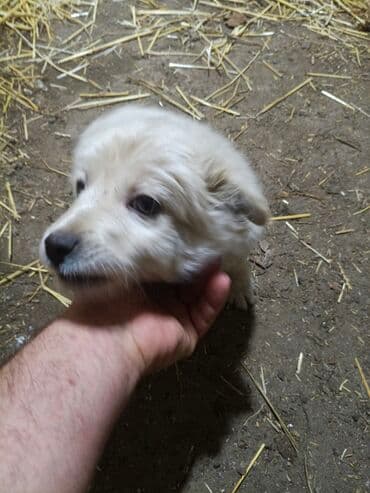 доберман цена в баку: Ağ rəngli, balaca it balası. ana və atası bizim həyətdədir. bir bala — 1