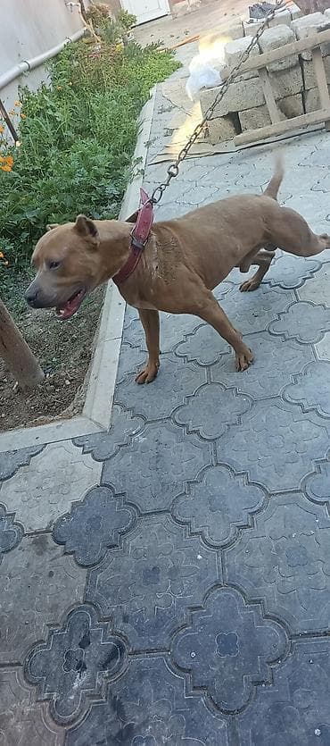 ev heyvanları satışı: Pitbul, 7 ay, Erkek — 3