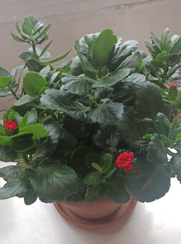 бочка 10 тонн: Waterplant sarmaşığı — 3