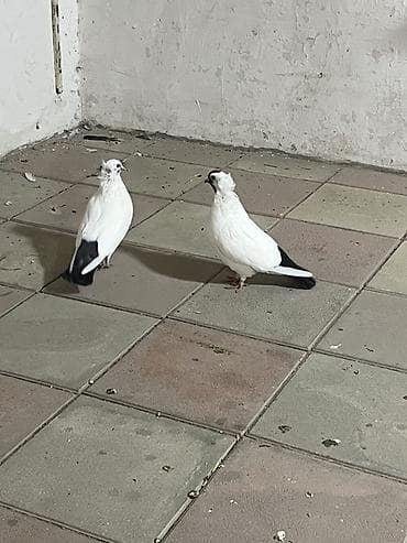 at satisi tap az: Hazır cütdülər yumurtsya döyürlər — 2