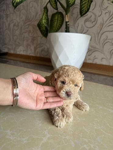 it barter: Pudel, 2 ay, Dişi, Peyvəndli, Ödənişli çatdırılma — 4