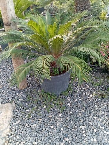 Sifarişlə əl işləri: Agaclar
gubreler guller — 9