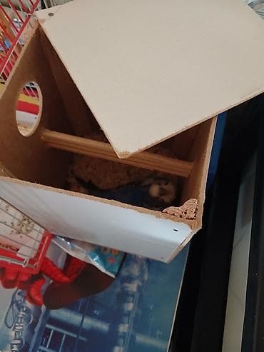 satılık dana: 3 ədəd quş Biri kürt otrub hamsı Satılır — 4