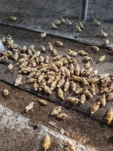 imisli yemi qiymeti: Salam, ciddi alıcılar əlaqə saxlasın, 16-17 günlük ördəklərdi sayı 300 — 1