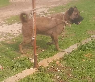 alman afcarkasi bala: Erkek 2 yaw bow bekar adamlar narahat elemesin. unvan baki — 2