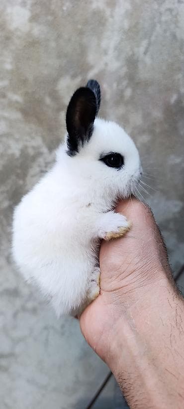 ёжик: Karlik dovşanlar☺️ Tam sağlam,Təmiz karlik sortudur🐰 Ölkəmizdə ən — 9