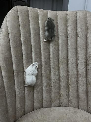 balaca heyvanlar: Cüt xırda hamsterlər – biri ağ, biri boz rəngdə. Kiçik ölçülü, çevik — 10