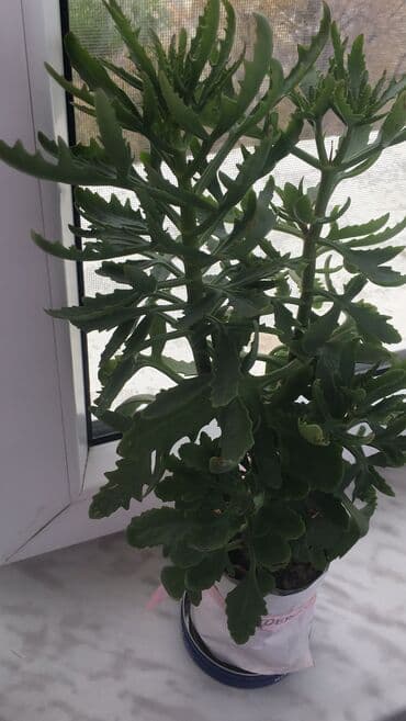 gül toxum satışı: Otaq bitkiləri — 7