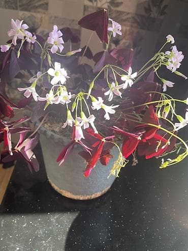 tuya bitkisi: Oxalis triangularis (Bənövşəyi “Şamrok”) – dekorativ saksı bitkisi - — 1