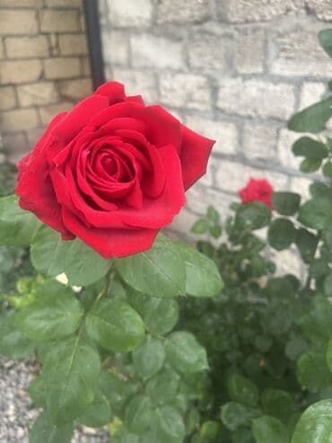 ağ gilas mürəbbəsi: Məhsul: Gül kolları (qırmızı və krem-sarı rəngli qızılgüllər) Təsvir — 1