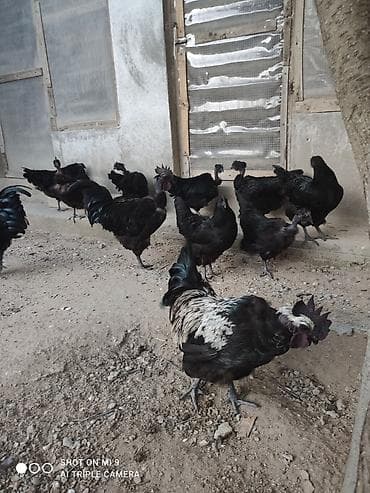 zvanok it satilir: Altı aylıq xoruzdu üsdünde ağ reng olan xoruz satılır. Bu cins tez — 3