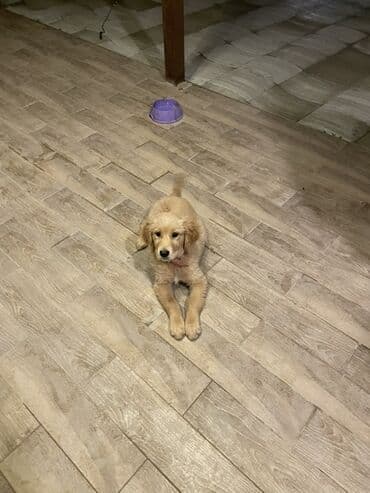 Digər heyvanlar: Retriever, 3 ay, Dişi, Peyvəndli, Ünvandan götürmə — 4