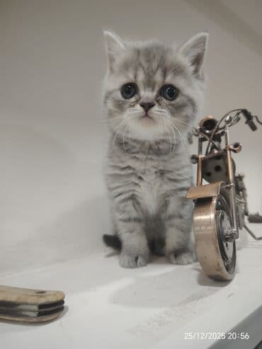 şotland pisik: Şotland — 3