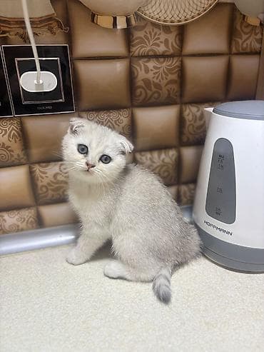 pişik ucun ev: Britan — 10