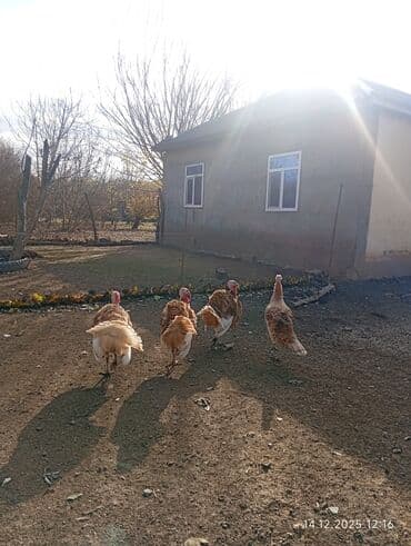 Inəklər, öküzlər: Erkək, Amerika, Ətlik — 4