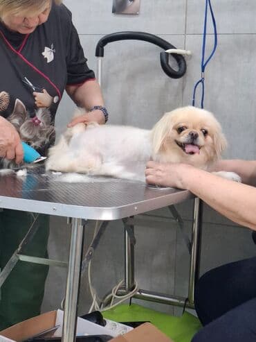 it sekilleri afcarka: Pekines, 3 il, Dişi, Sənədli, Pulsuz çatdırılma — 3