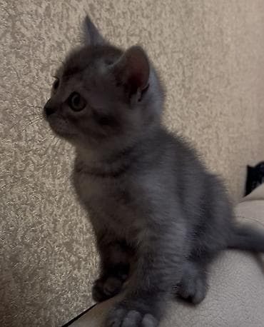 Temiz qan Oglandi 15.11.25 dogulub. Qum terbiyesi yeme oyredilib. Oz at lalafo.az Temiz qan Oglandi 15.11.25 dogulub. Qum terbiyesi yeme oyredilib. Oz