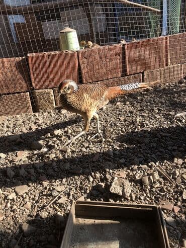 кольчатый попугай цена: Almaz qirqovular balalari — 1