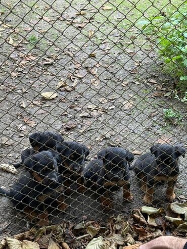 dişi quzu: Rotveyler, 2 ay, Dişi, Peyvəndli, Ünvandan götürmə — 6
