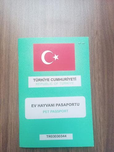 ucuz pişik: Britan, Erkək — 3