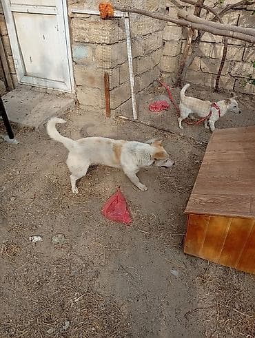 heyvan bazari: Zvonok, 1 il, Erkek, Ünvandan götürmə — 3