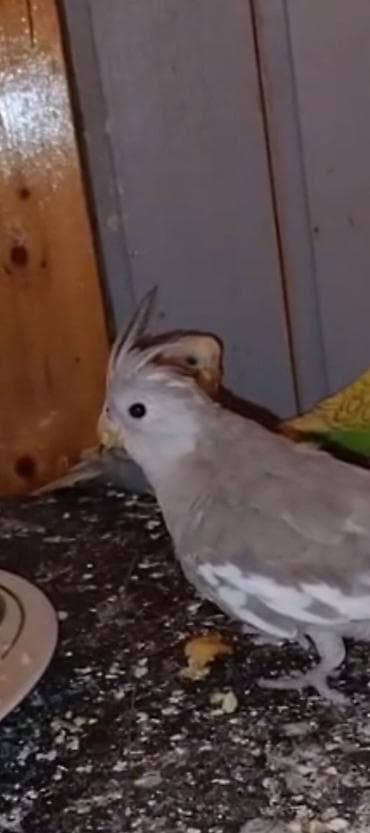 geref qusu: Disi yanaqslz korella satllr — 2