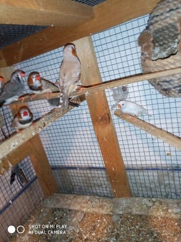 ördək ətinin qiyməti: Amadinlər Satış zebravıy sadə amadinlər benqal amadini risovka risoviy — 11