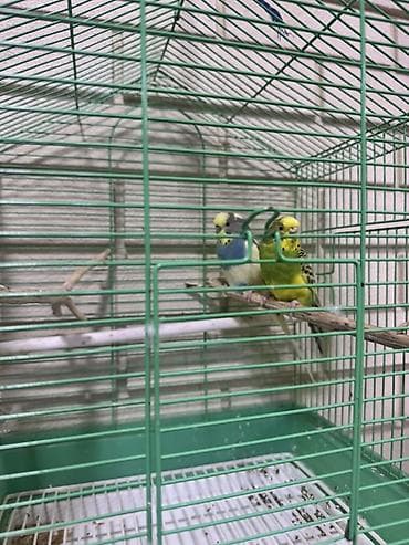 quş adları: Məhsul: Dəbədəbəli damlı, yaşıl rəngli quş qəfəsi və aksesuarlar — 2