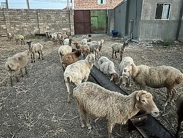 Balıqlar: Novxanıdadı heyvanlar — 1