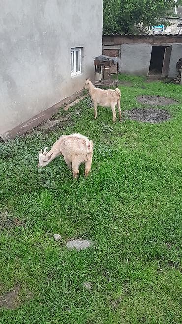 keci bazarı: Məhsul: Balalıq keçilər (cavan oğlaqlar) Təsvir: - Açıq həyətyanı — 3