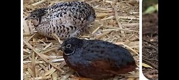 hinduska yumurta: Çin bildirçini, maraqlı və dekorativ quşlardı, rasxodu az adi bina — 1