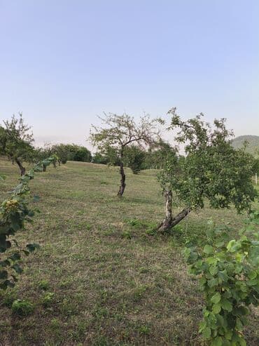 bulbulede torpaq: 40 sot, Tikinti, Mülkiyyətçi, Kupça (Çıxarış) — 9