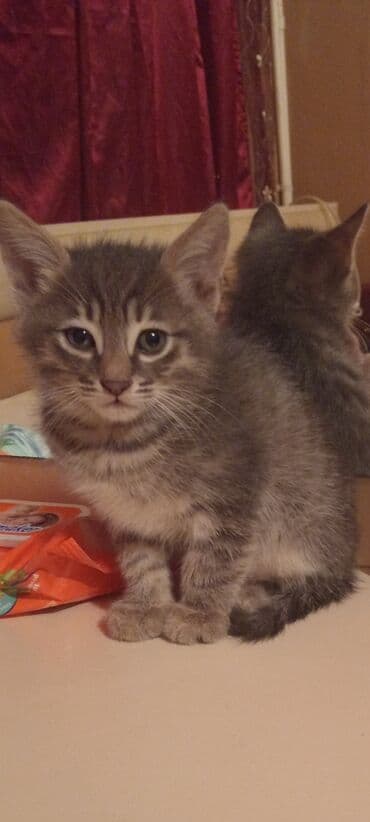 Şotland, Dişi, Yaxşı əllərə, Ünvandan götürmə lalafo.az -da Şotland, Dişi, Yaxşı əllərə, Ünvandan götürmə