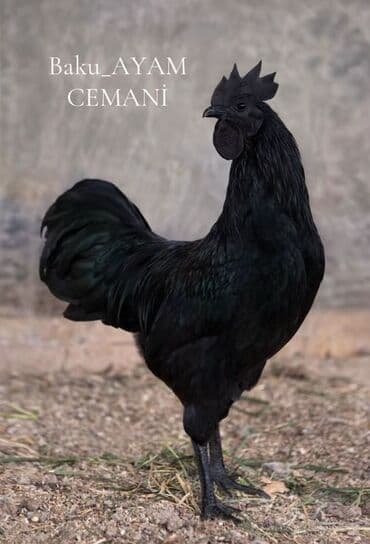 Пчелы: Курица, Для разведения — 2